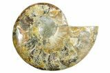 Cut & Polished Ammonite Fossil (Half) - Madagascar #364858-1